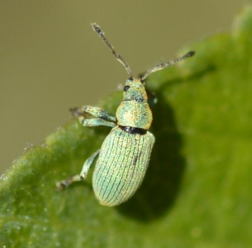 Réf. 250 484 : Phyllobius sp.